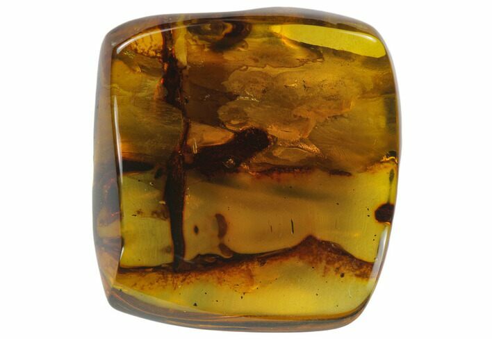 Polished Chiapas Amber ( g) - Mexico #114841